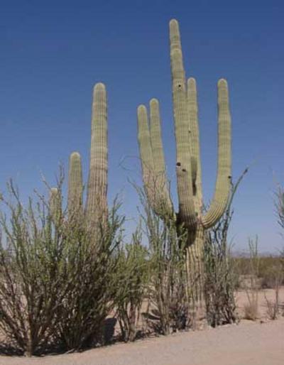 Arizona desert impression - on the way to Tombstone
Arizona's Wild West - many cacti - a typical scene in the Arizona desert