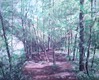 Domenico Stago - stimmungsvolle Waldbilder voller Inspiration und positiver Ausstrahlungen