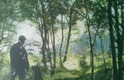 Domenico Stago - verträumte Waldbilder voller Inspiration und positiver AKraft